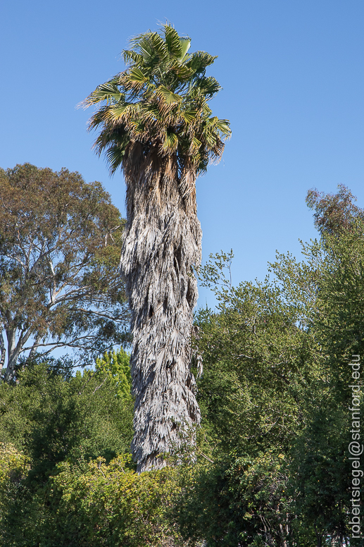 geng road, palo alto baylands